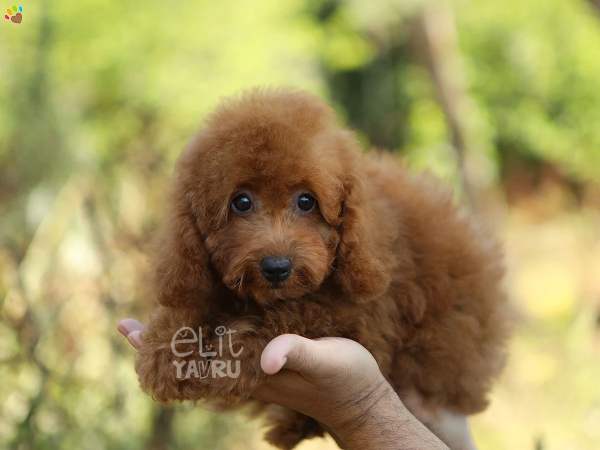 Poodle Toffee 3