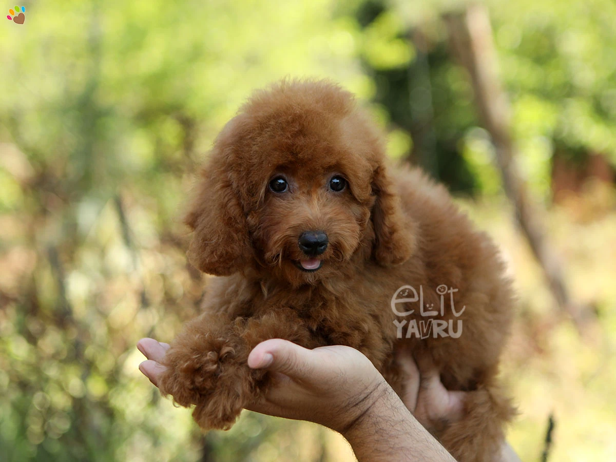 Poodle Toffee