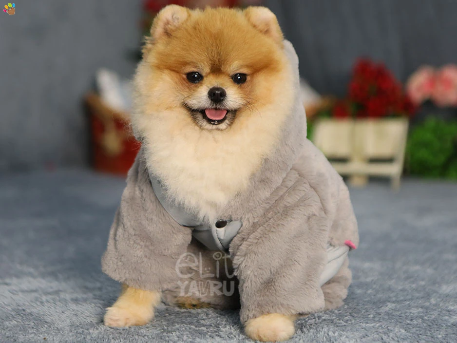 Pomeranian Vegas