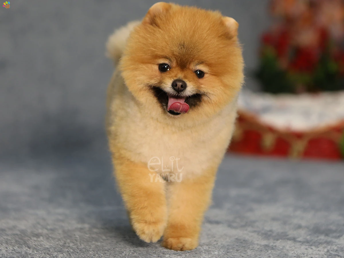 Pomeranian Tofu 4
