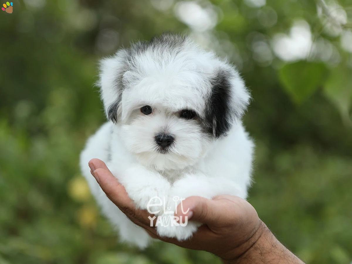 Morkie Nemo 4