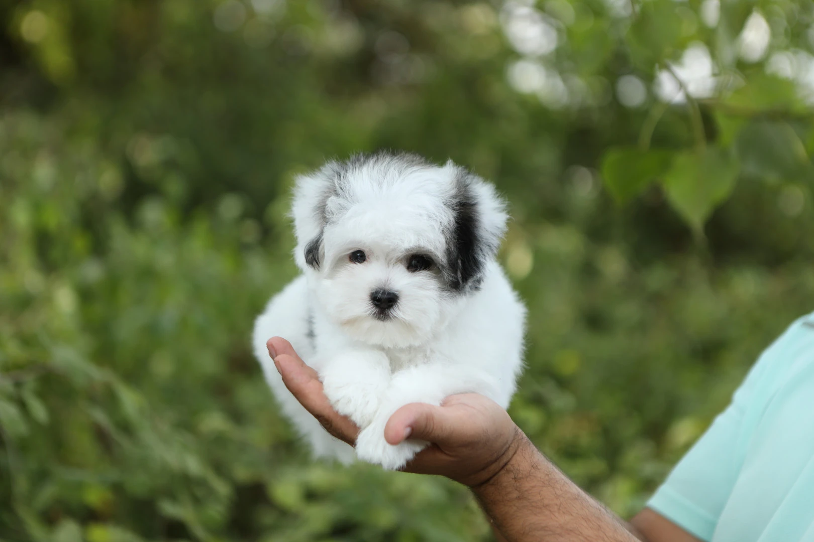 Morkie Nemo 3