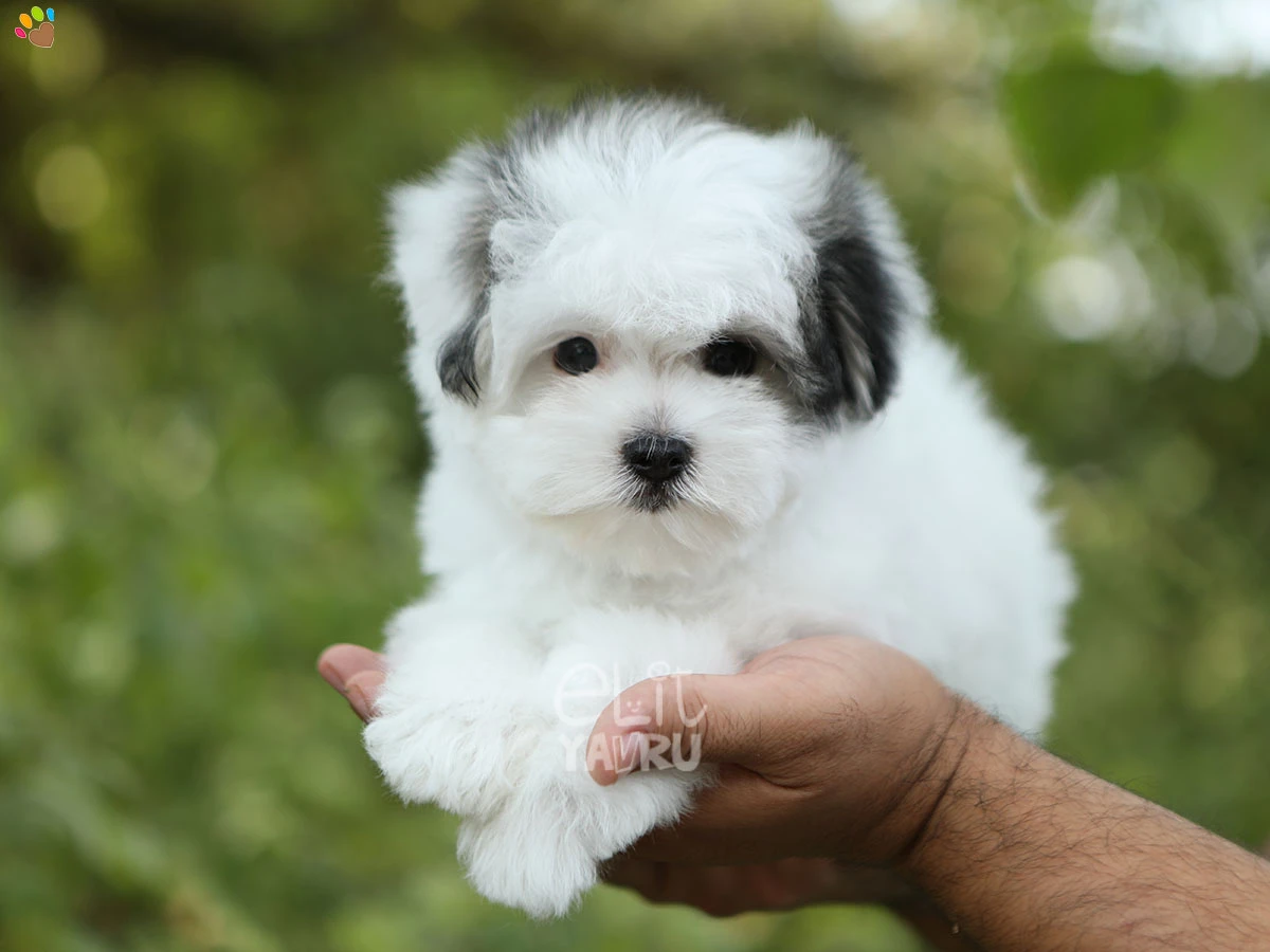 Morkie Nemo