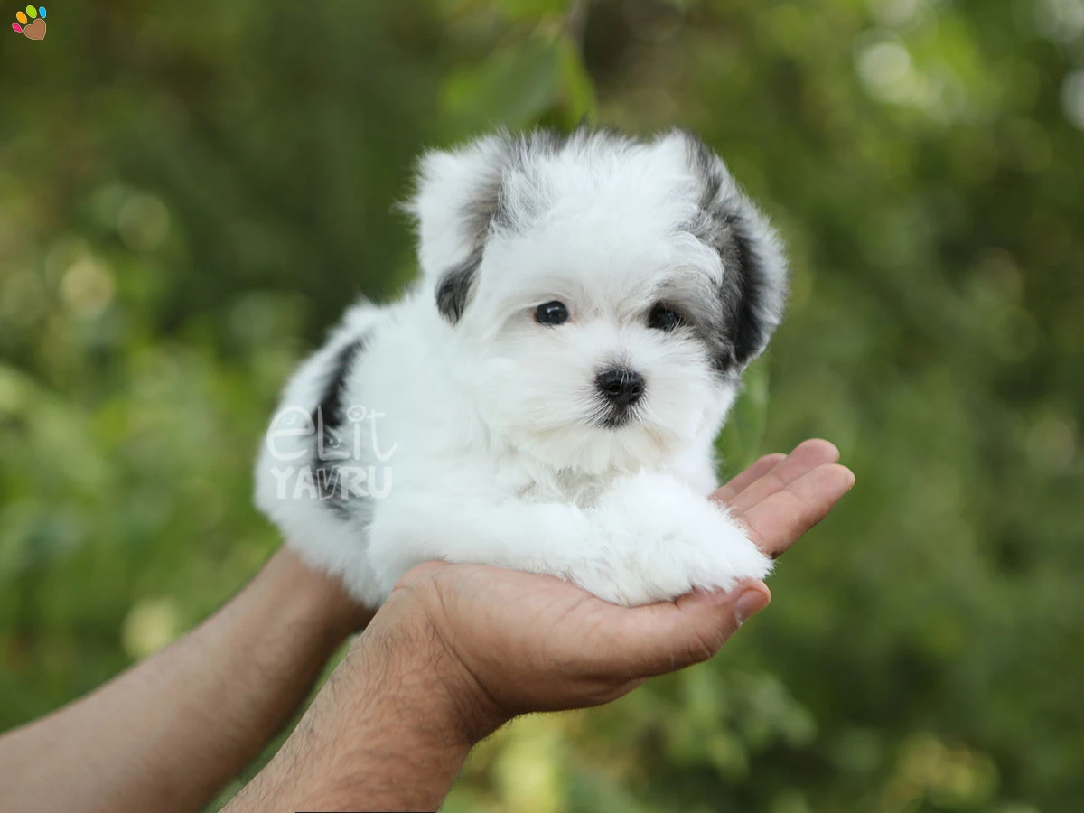 Morkie Nemo 2
