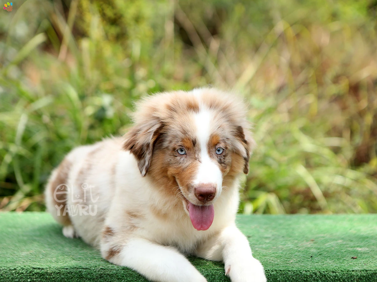 Miniature American Shepherd Shadow 3