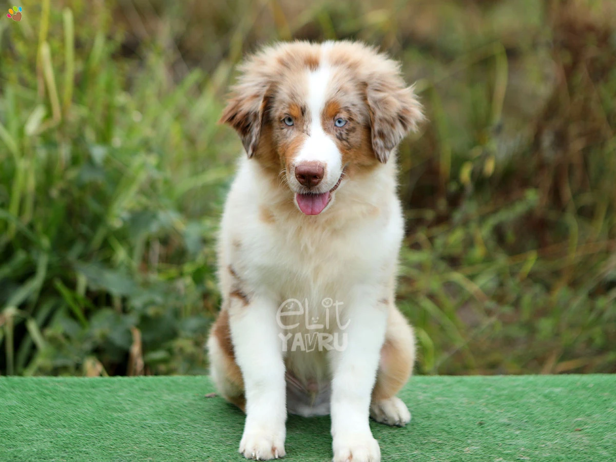Miniature American Shepherd Shadow 4