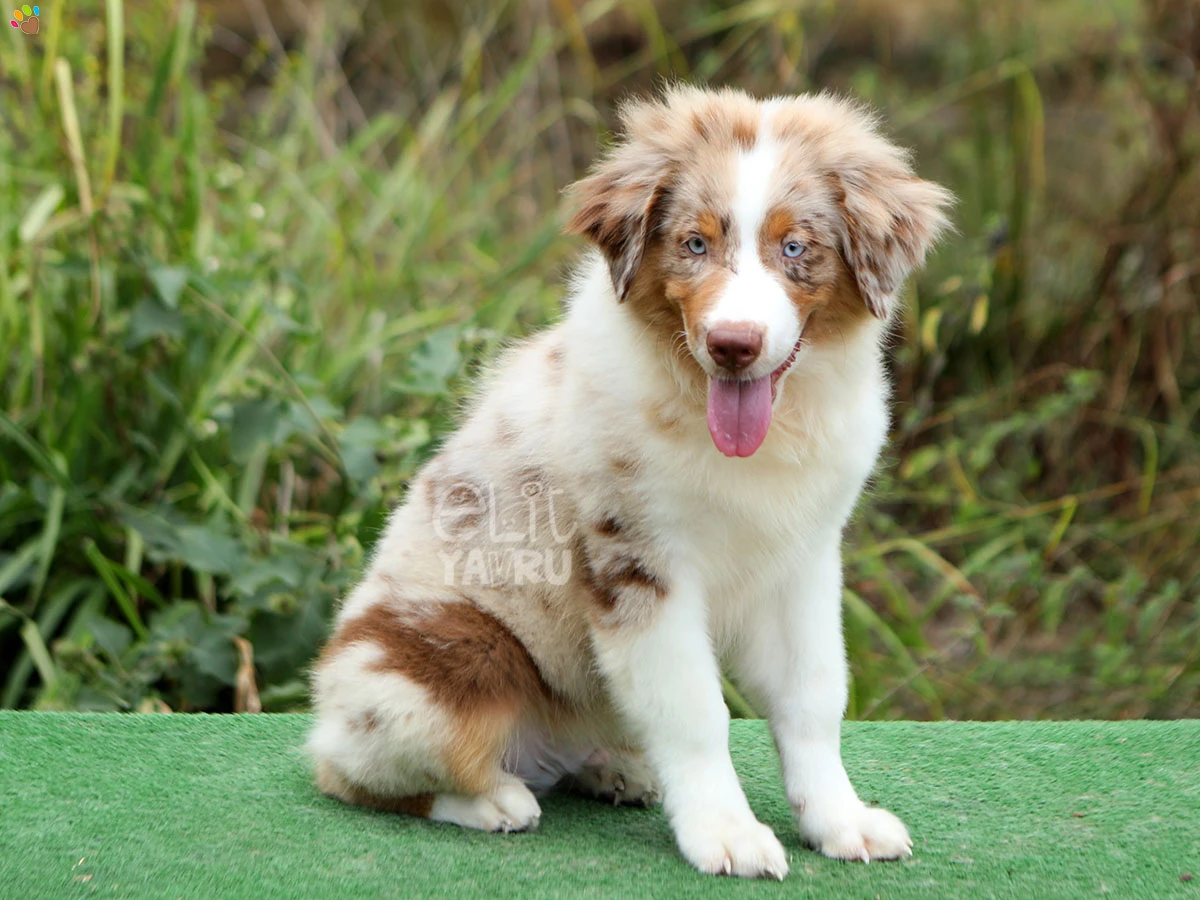 Miniature American Shepherd Shadow 2