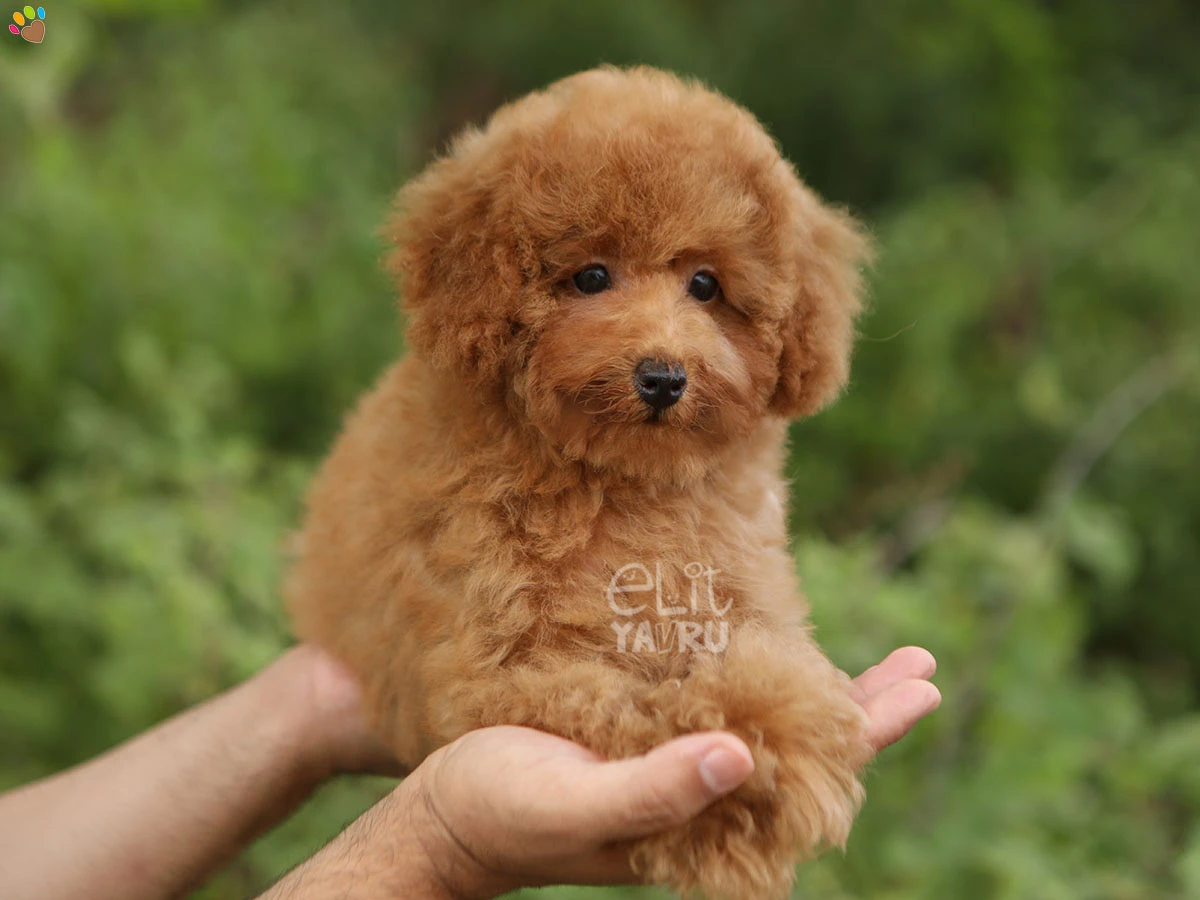 Poodle Ursula 1