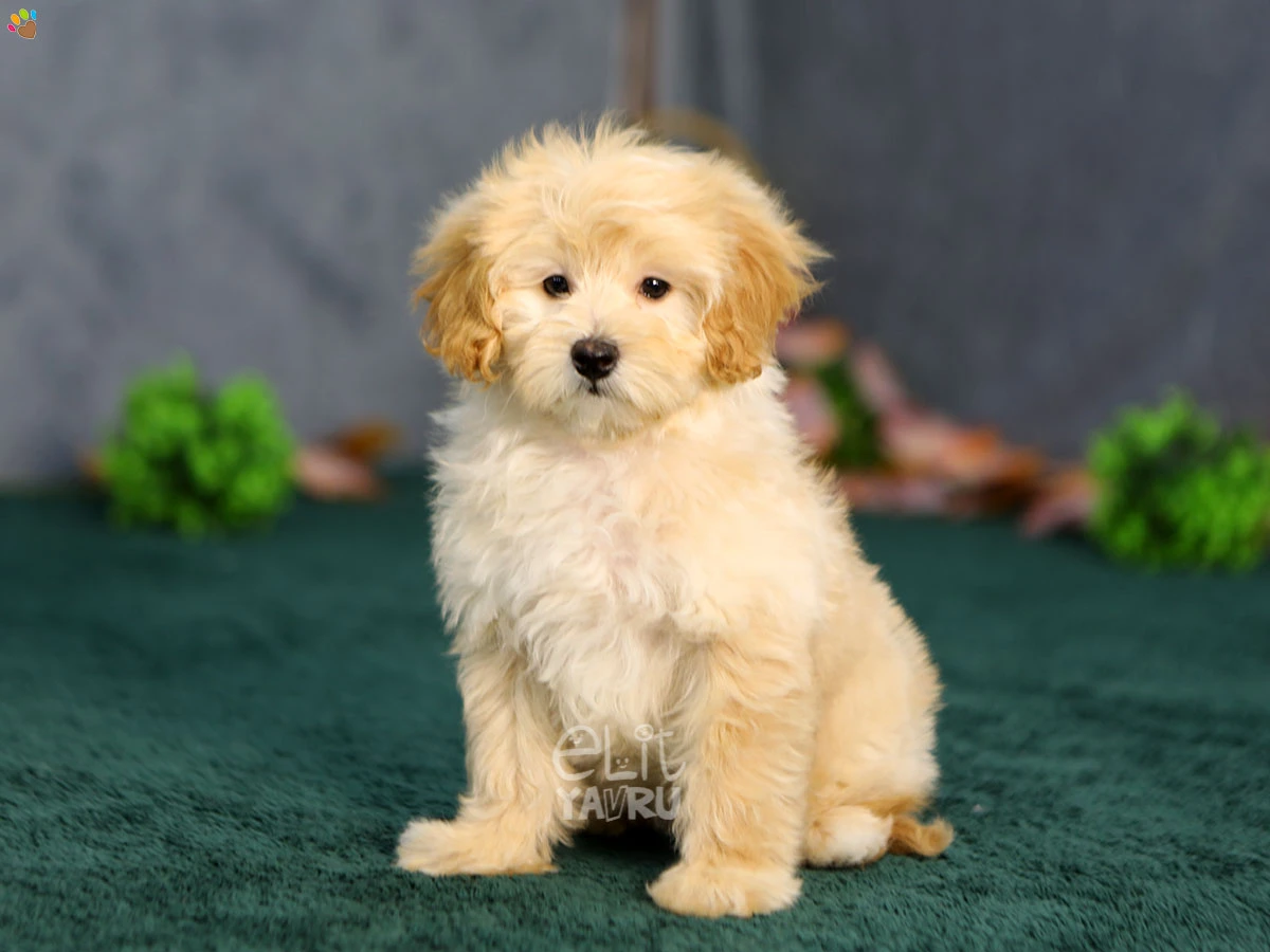 Maltipoo Nola 2