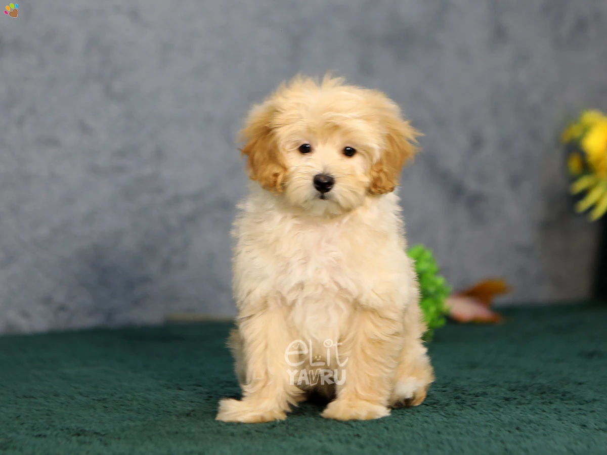 Maltipoo Nola