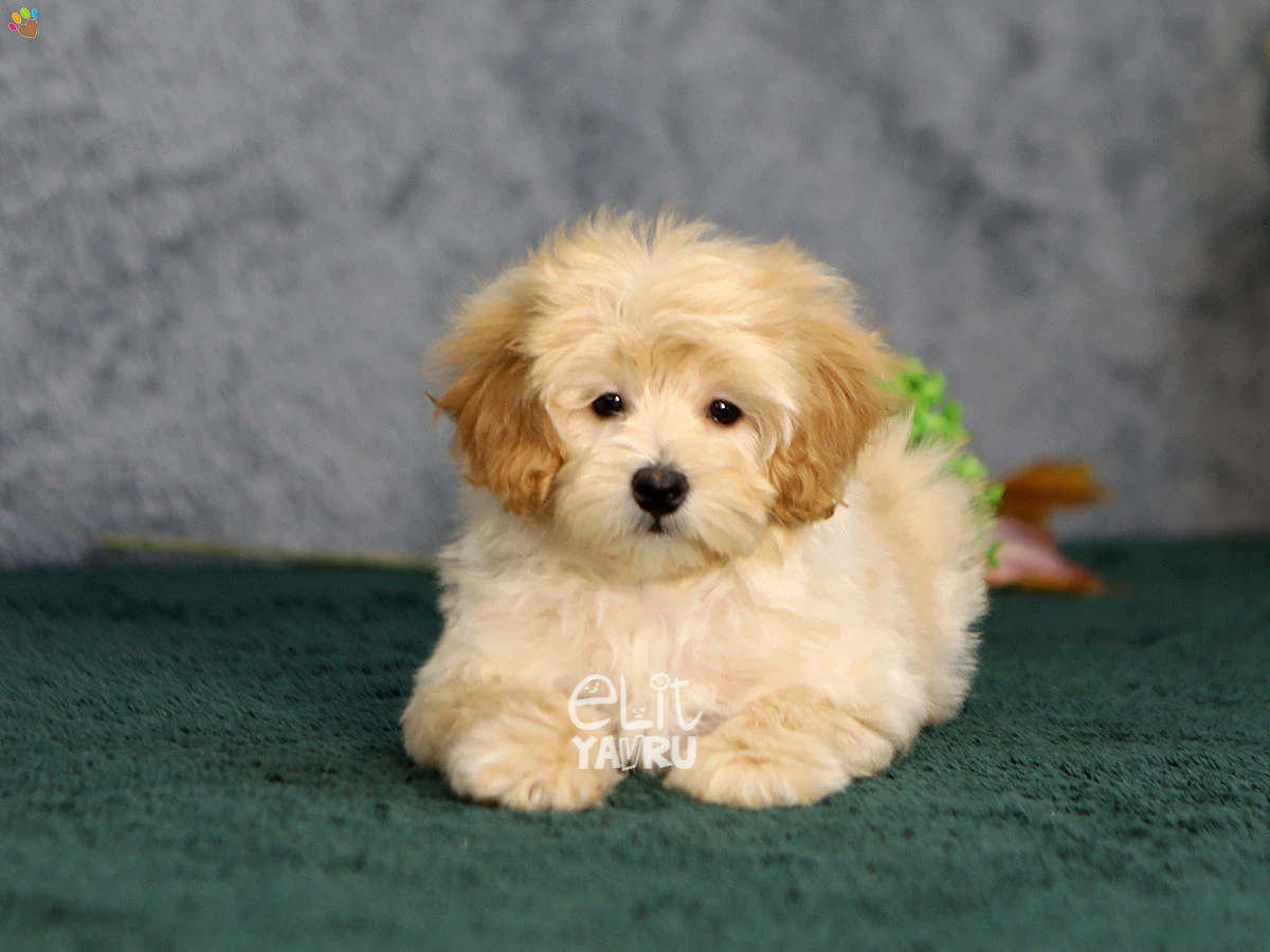 Maltipoo Nola 1