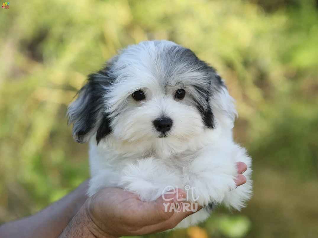 Morkie Jager 1
