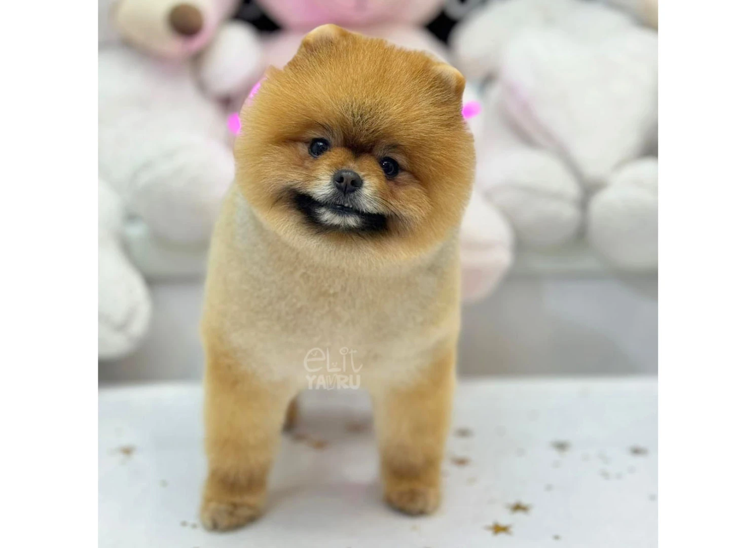 Pomeranian Tofu 2