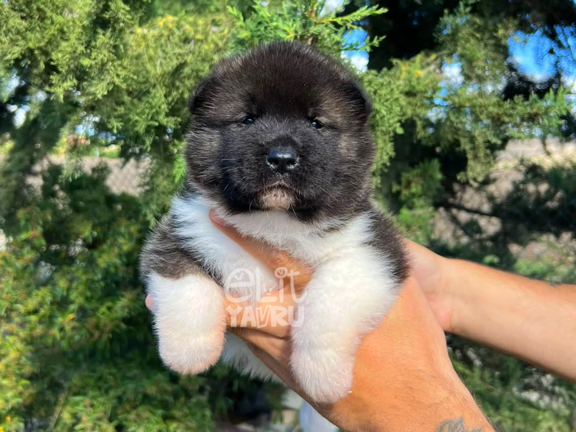  Ares