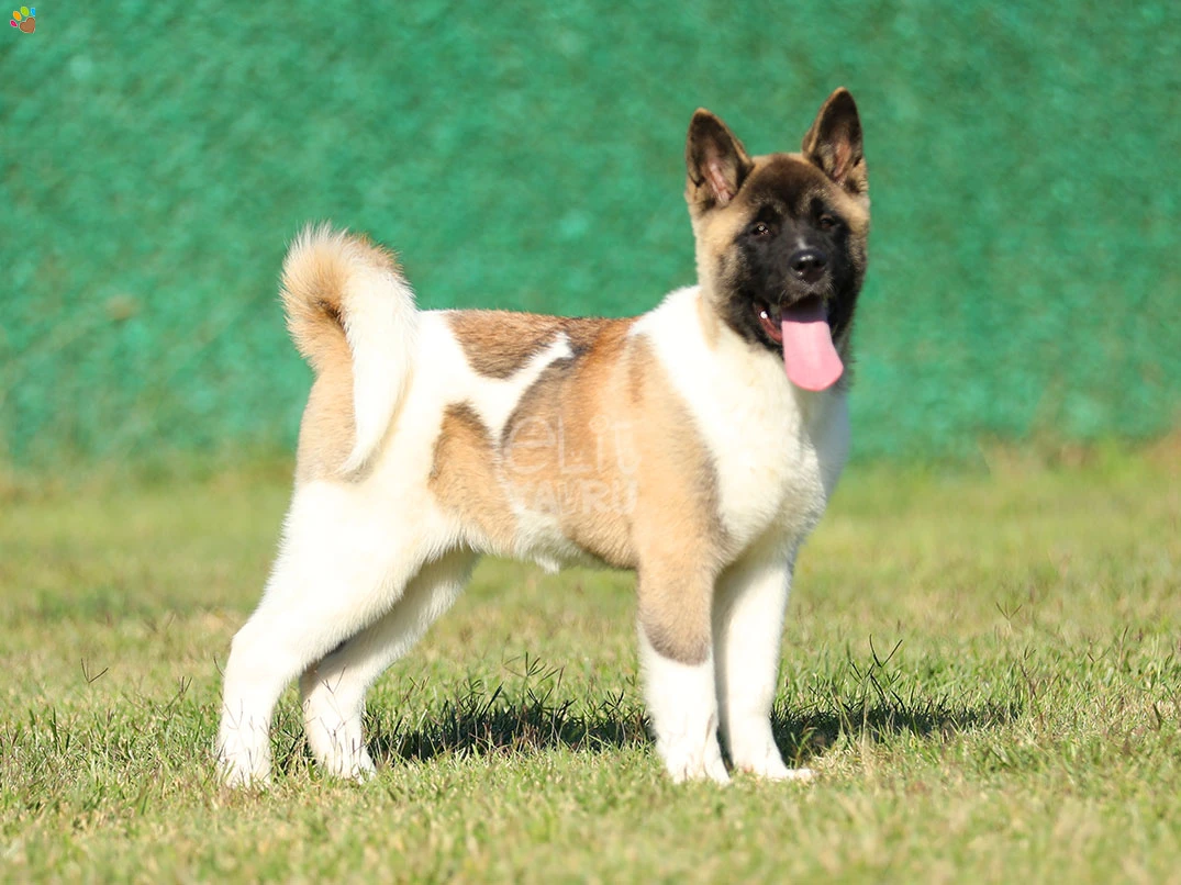 Akita inu Arwen 4