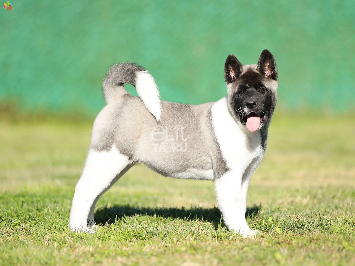 Akita inu Arwen