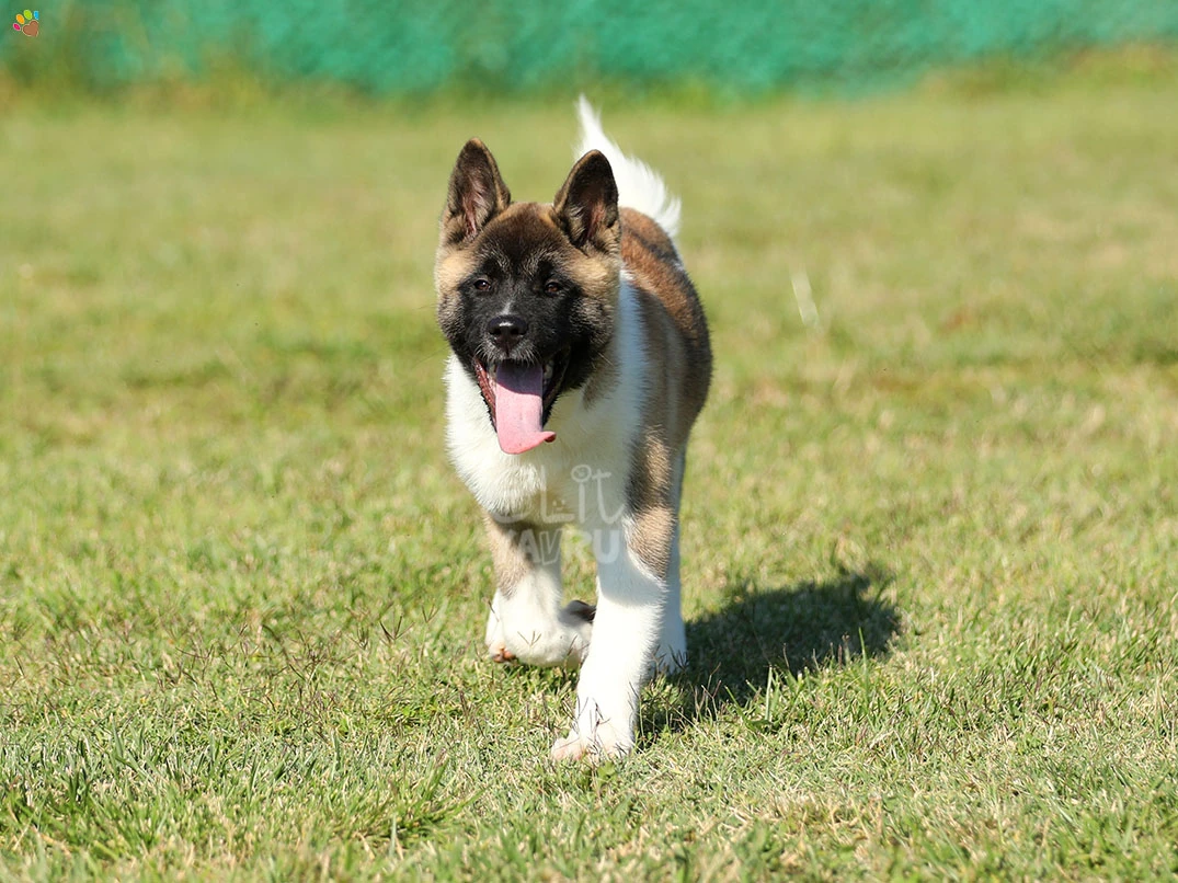 Akita inu Arwen 1