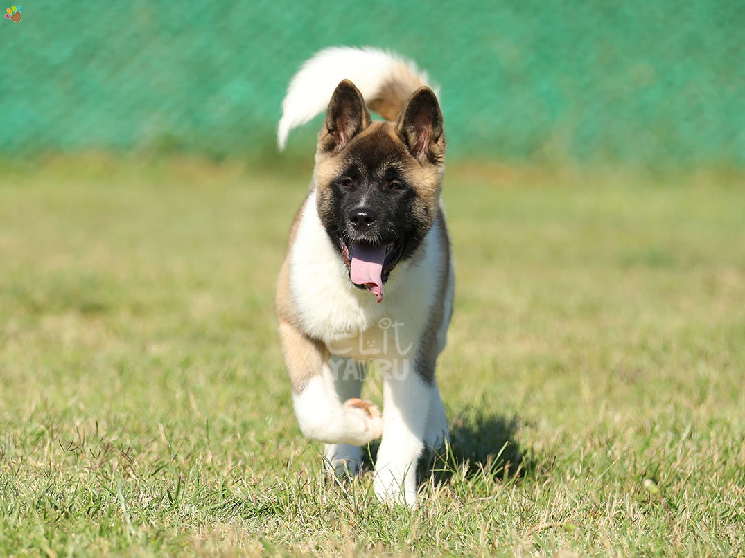Akita inu Arwen 2