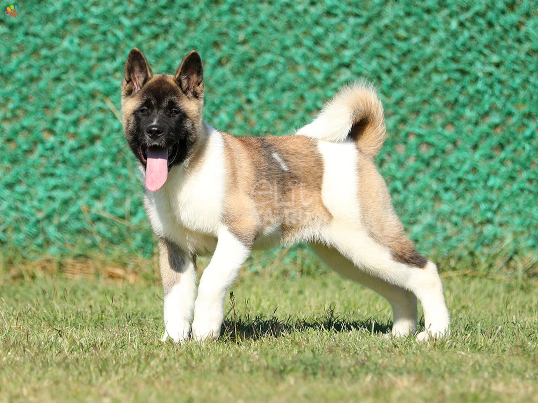 Akita inu Arwen