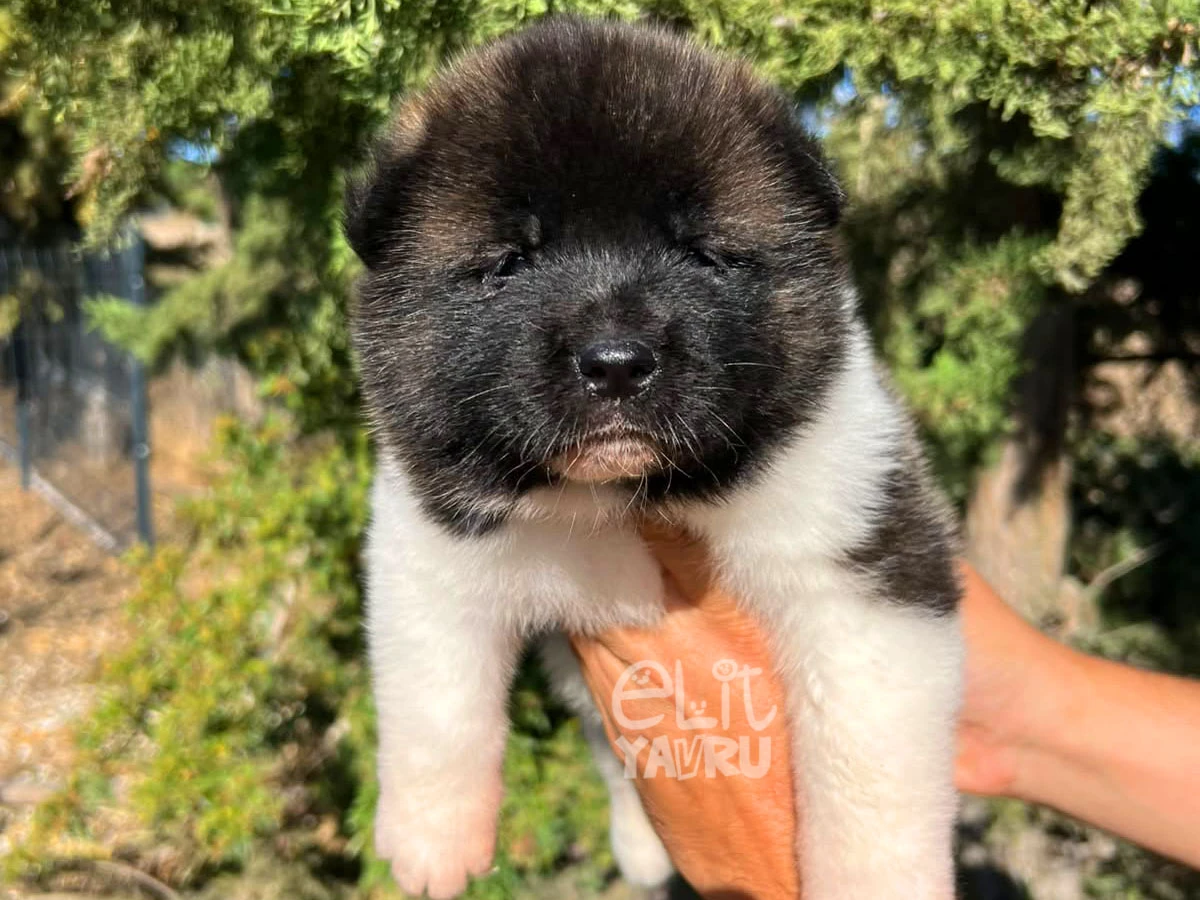 Akita inu Arya 6