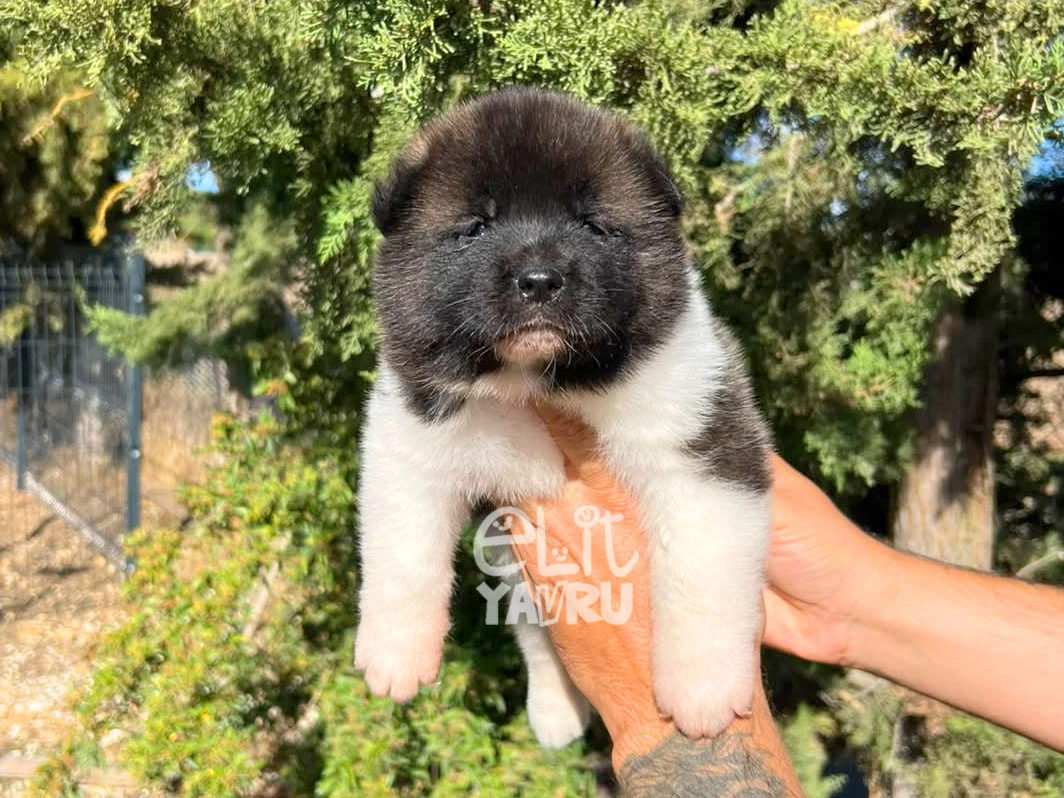 Akita inu Arya 7