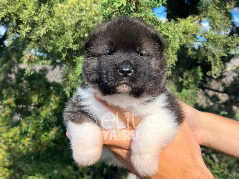 Akita inu Arya 4
