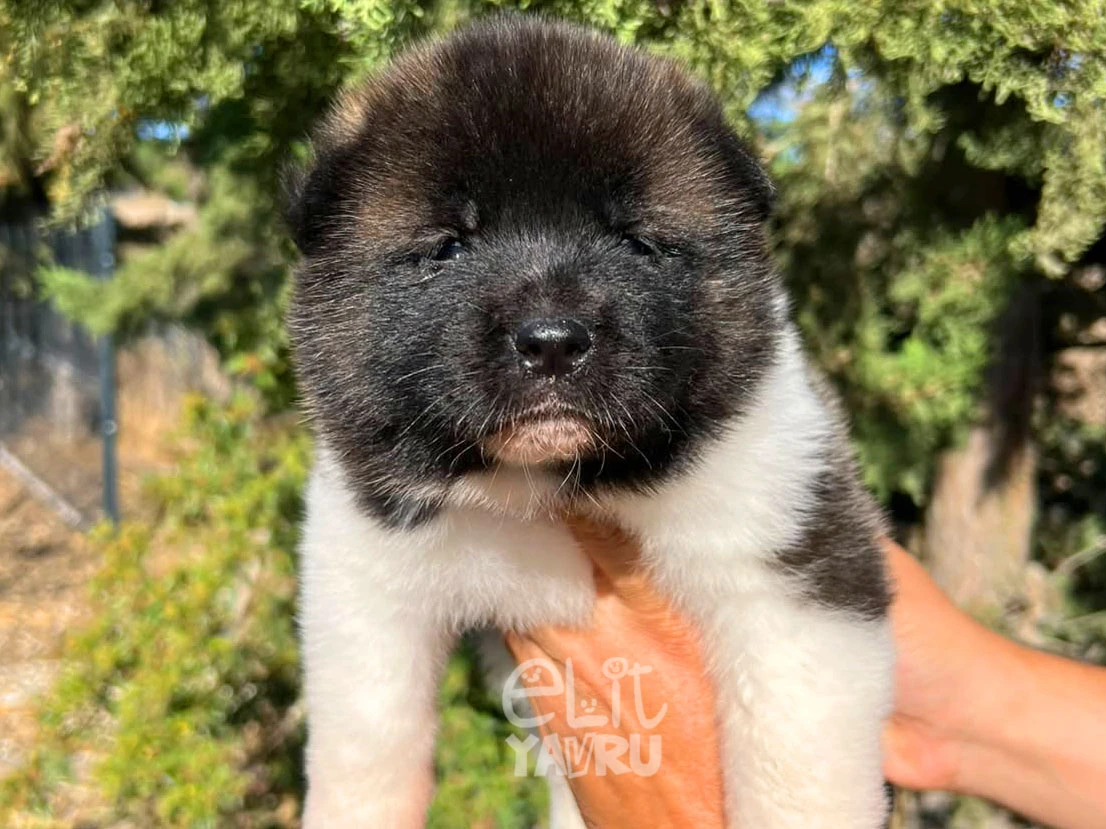 Akita inu Arya 5