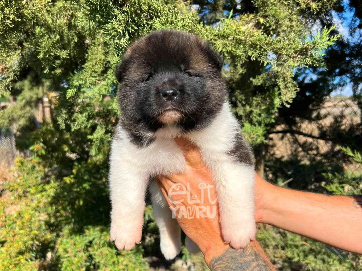 Akita inu Arya 2