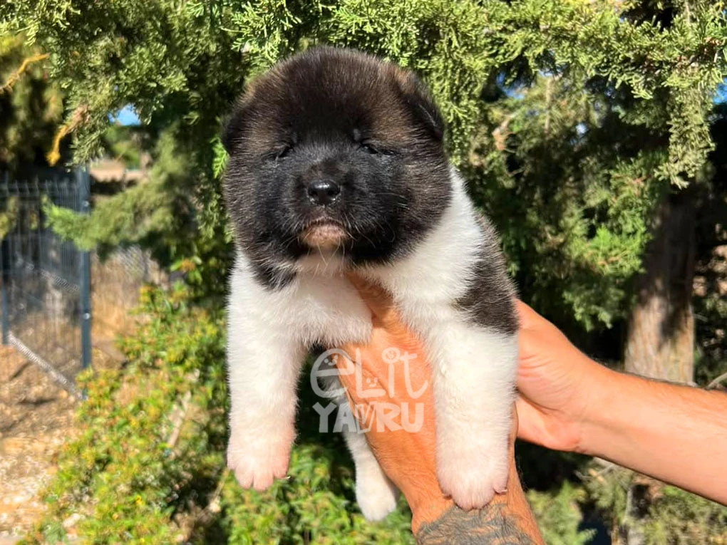 Akita inu Arya 3
