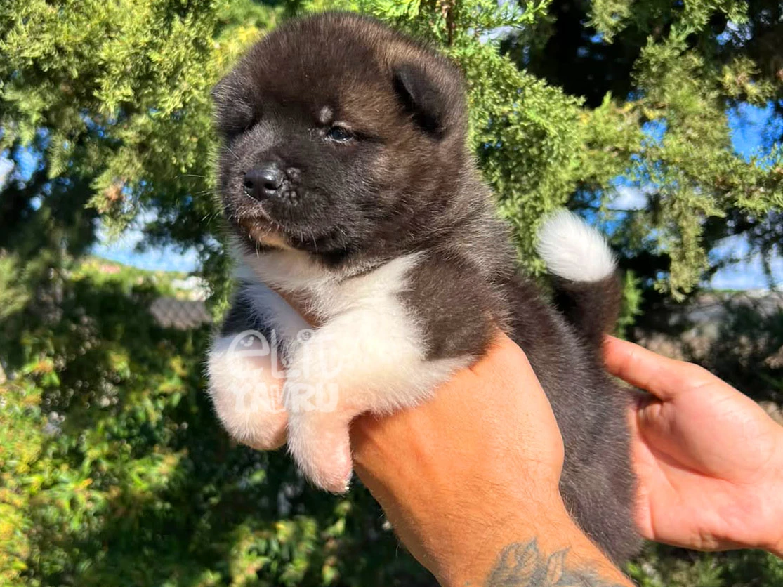 Akita inu Arya