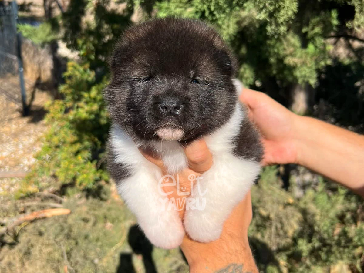 Akita inu Astor 2