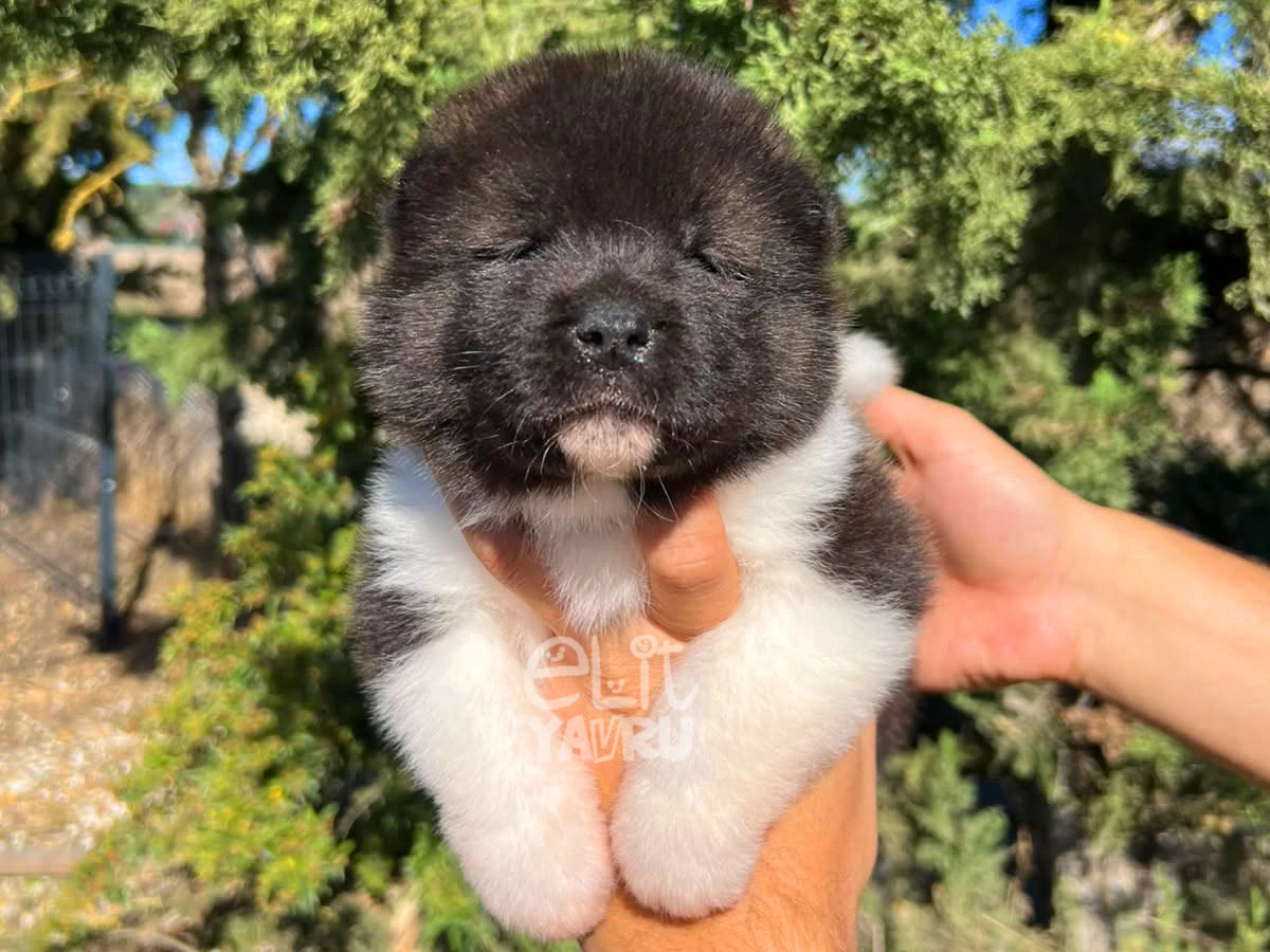 Akita inu Astor