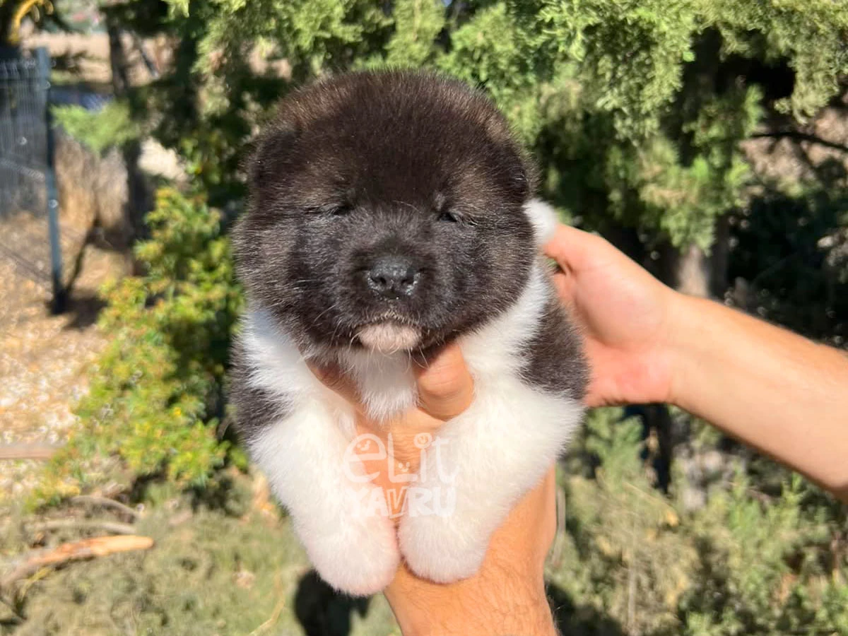 Akita inu Astor 1