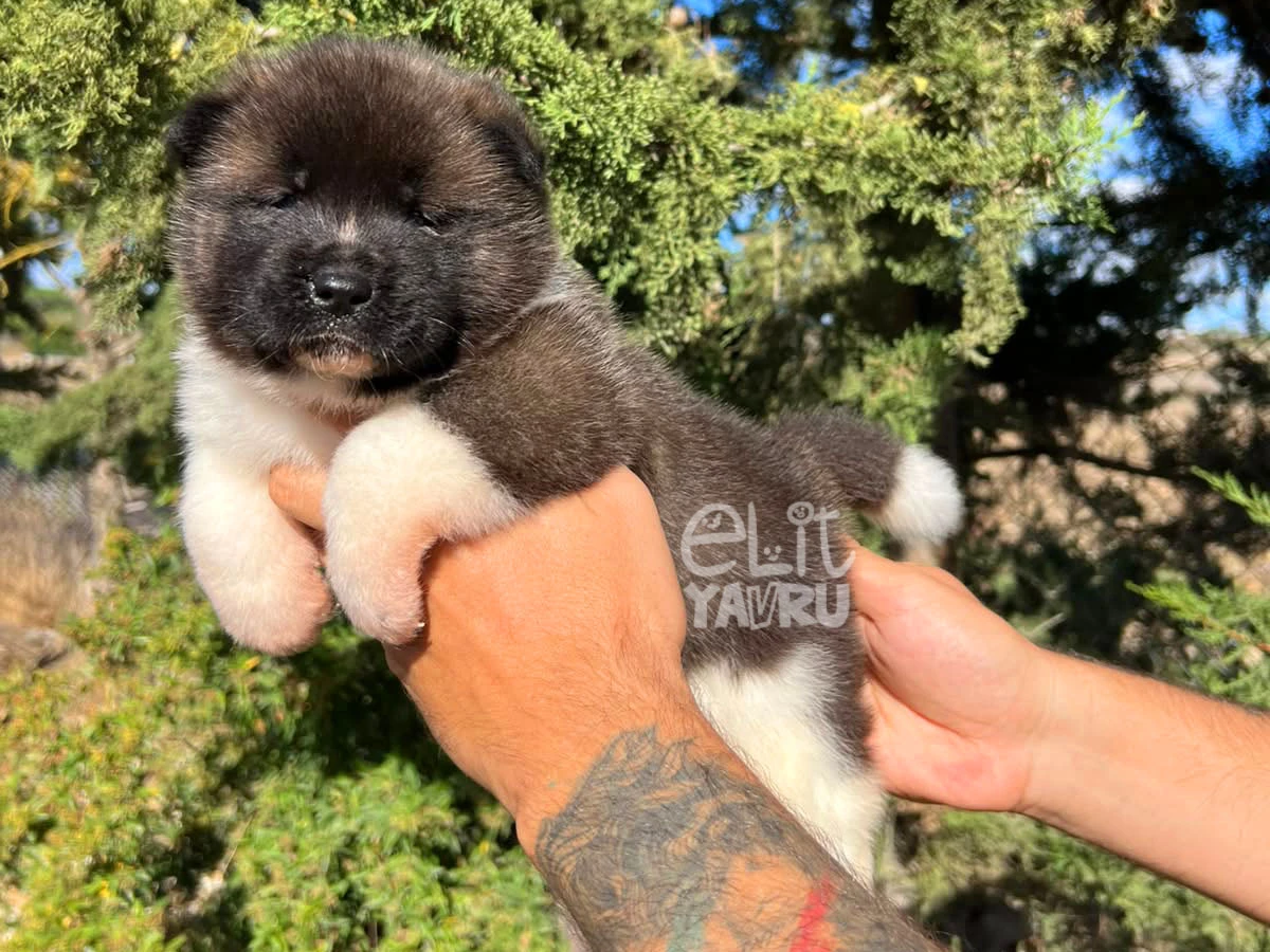 Akita inu Axel