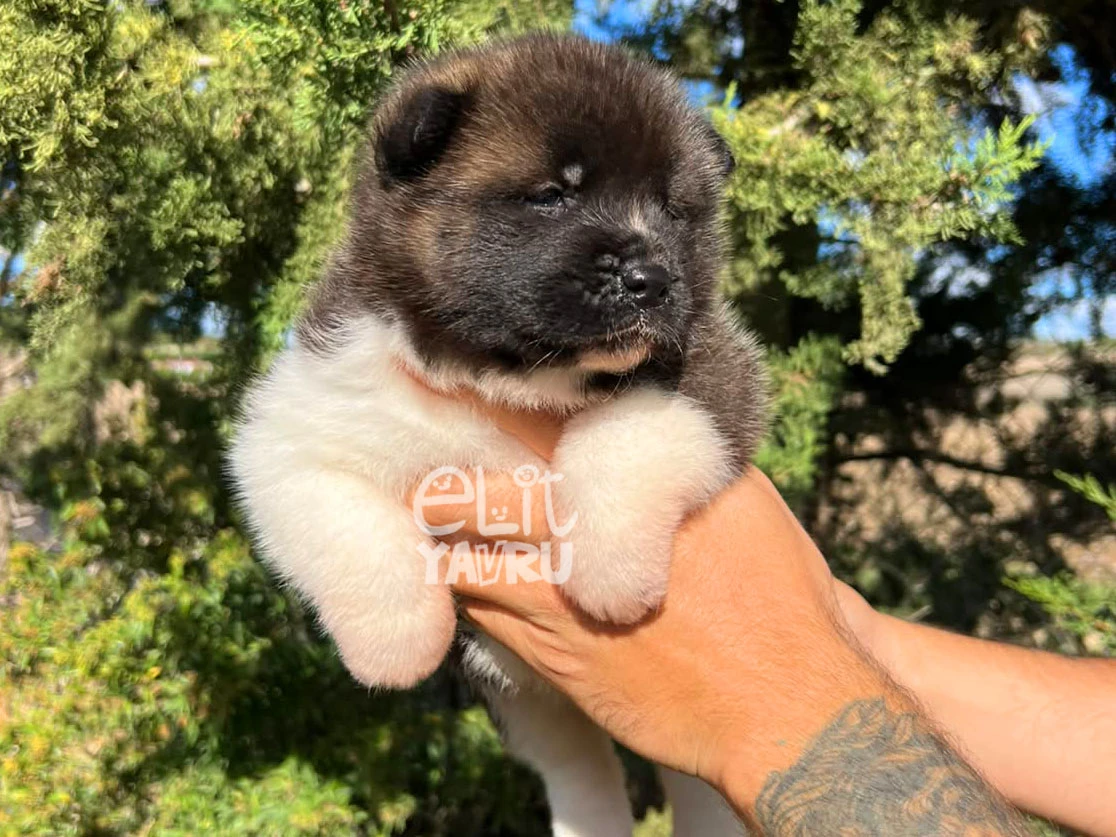 Akita inu Axel 5