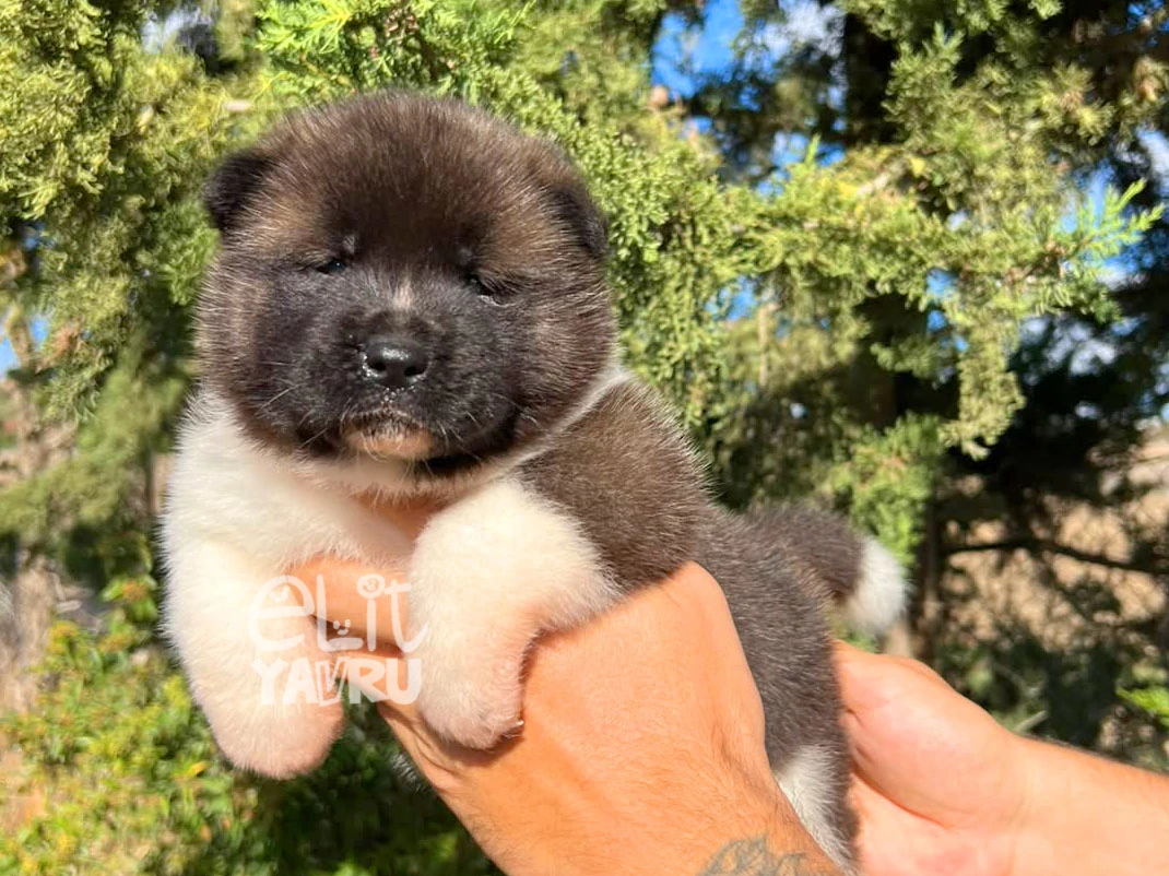 Akita inu Axel 2