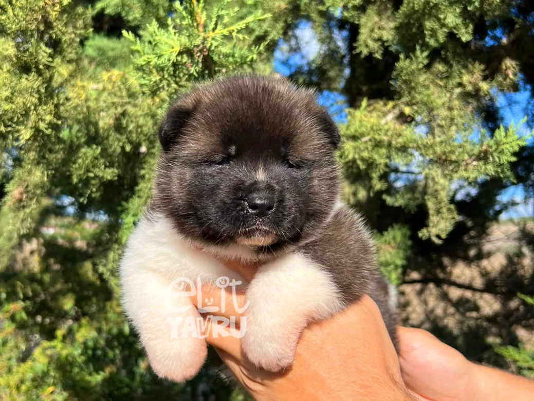 Akita inu Axel 3