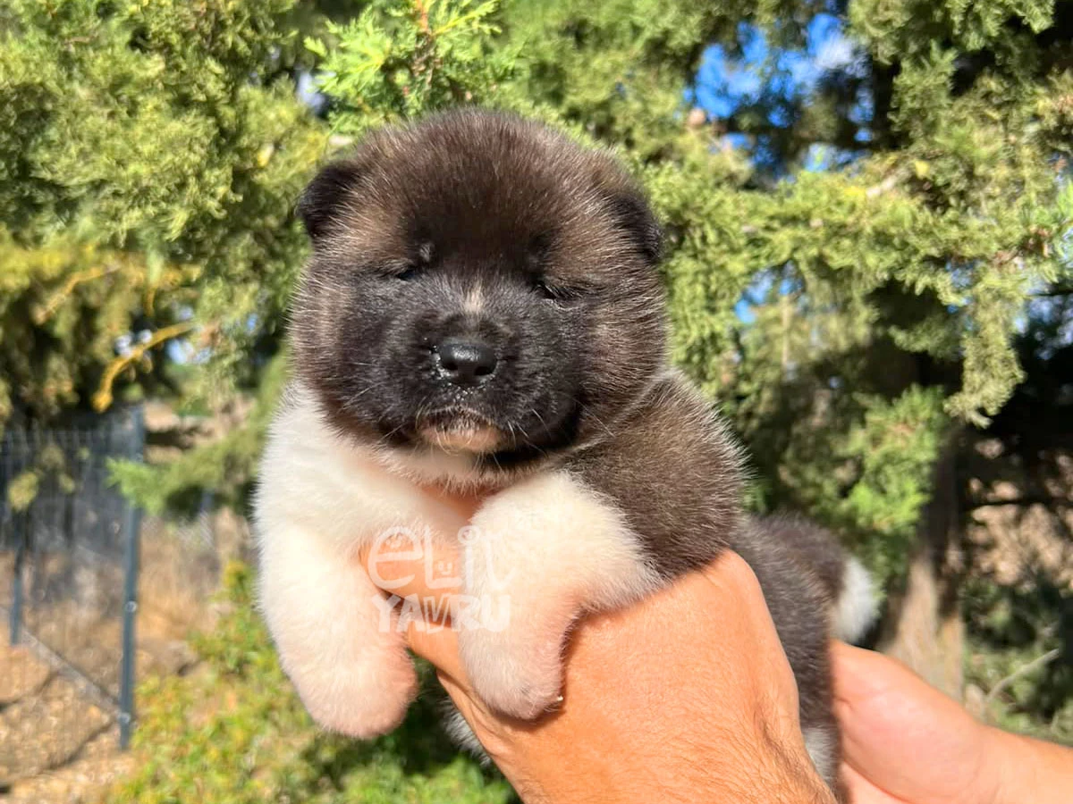 Akita inu Axel 1