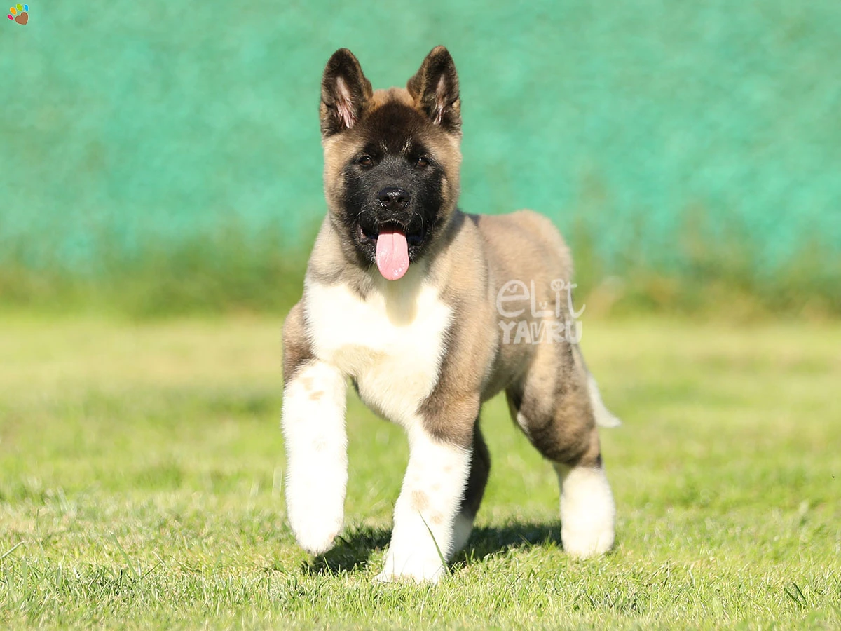 Akita inu Shadow