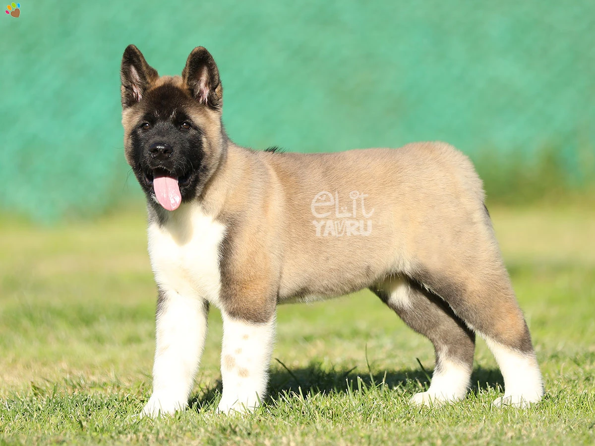 Akita inu Shadow 1