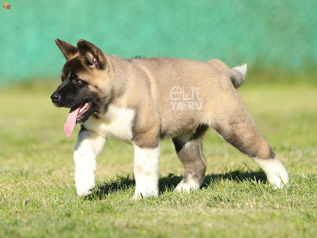 Akita inu Shadow 2