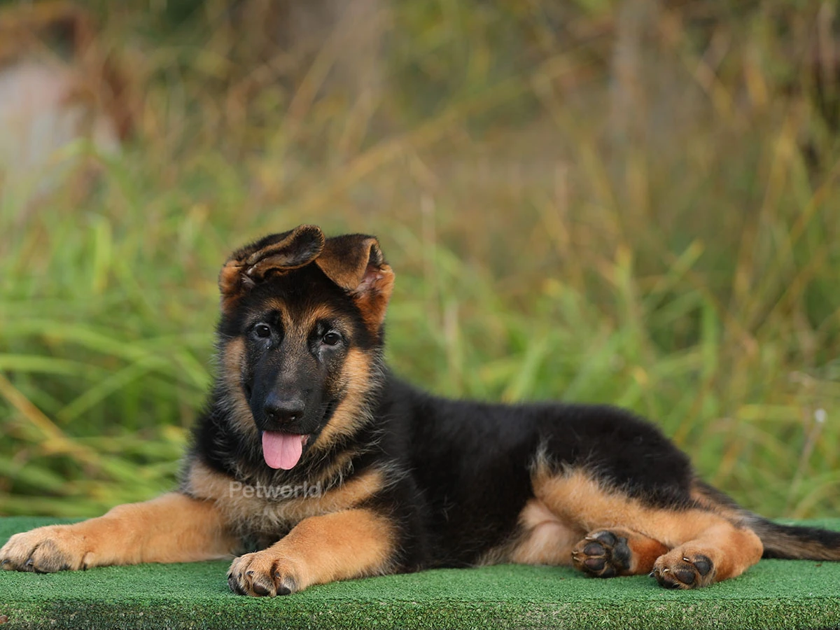Alman Çoban Köpeği Marcus