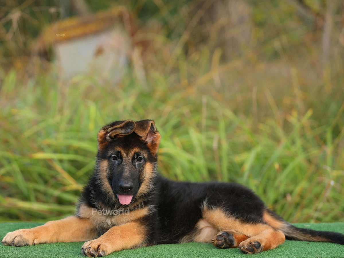 Alman Çoban Köpeği Marcus 2