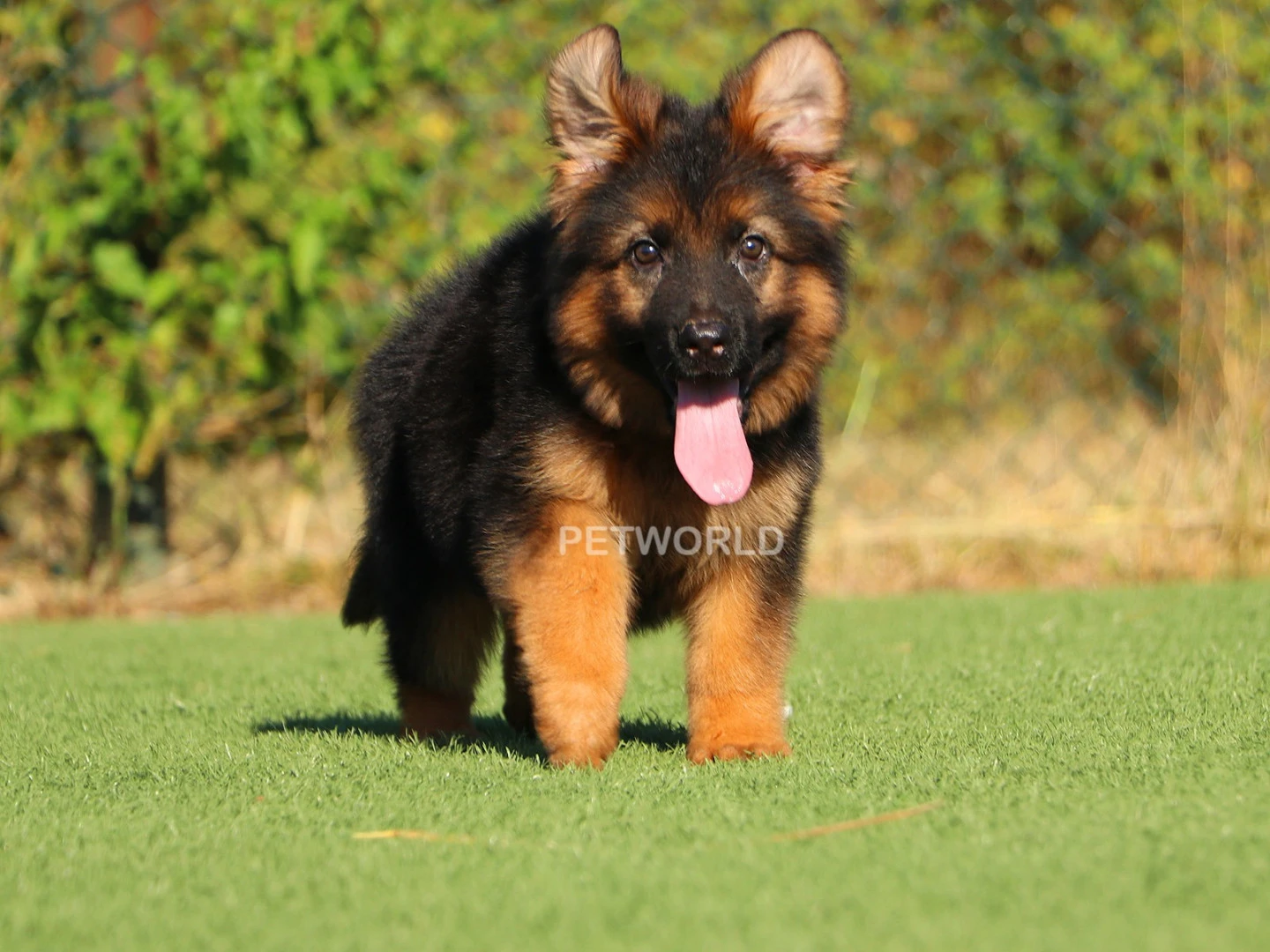 Alman Çoban Köpeği Buddy