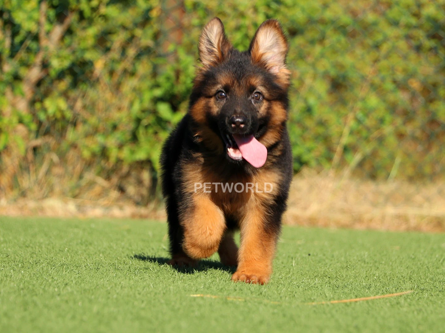 Alman Çoban Köpeği Buddy 2