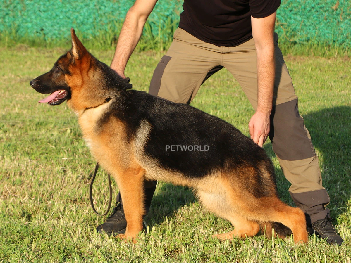 Alman Çoban Köpeği Pars 2