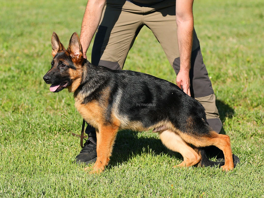 Alman Çoban Köpeği Bobo