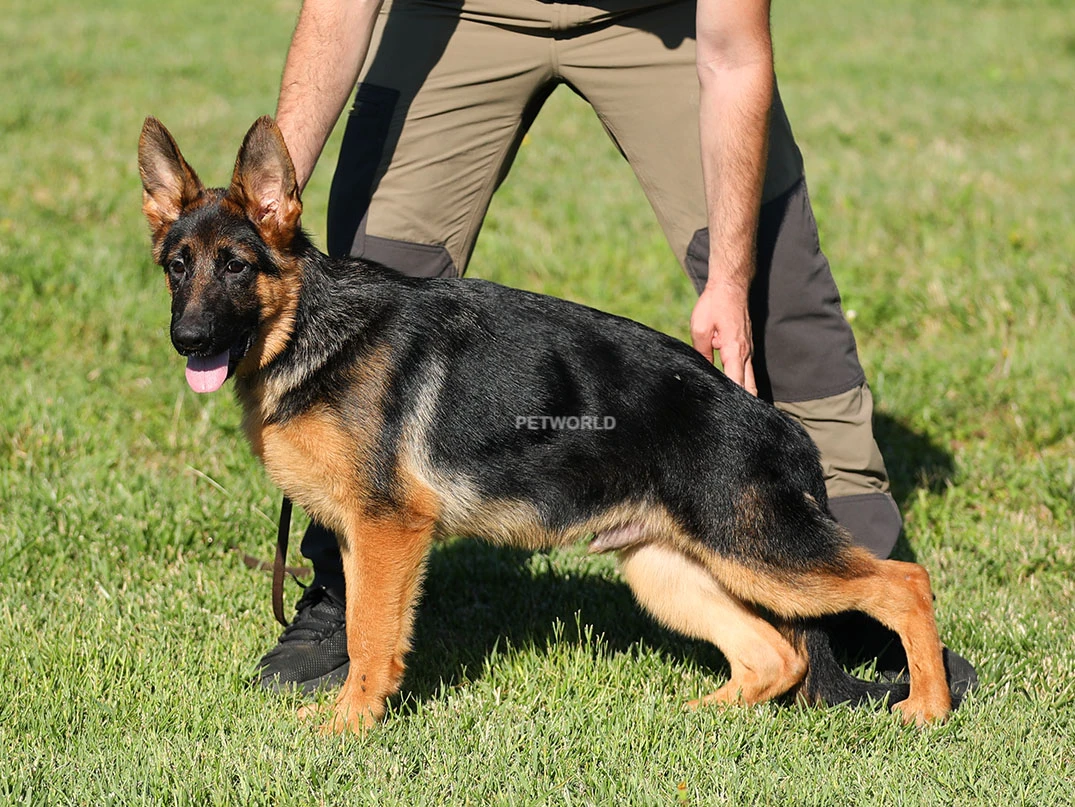 Alman Çoban Köpeği Bobo 1