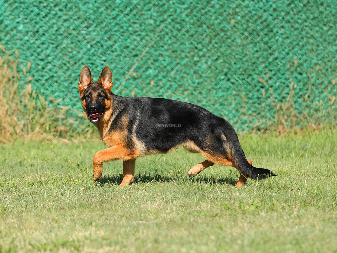 Alman Çoban Köpeği Bobo 2