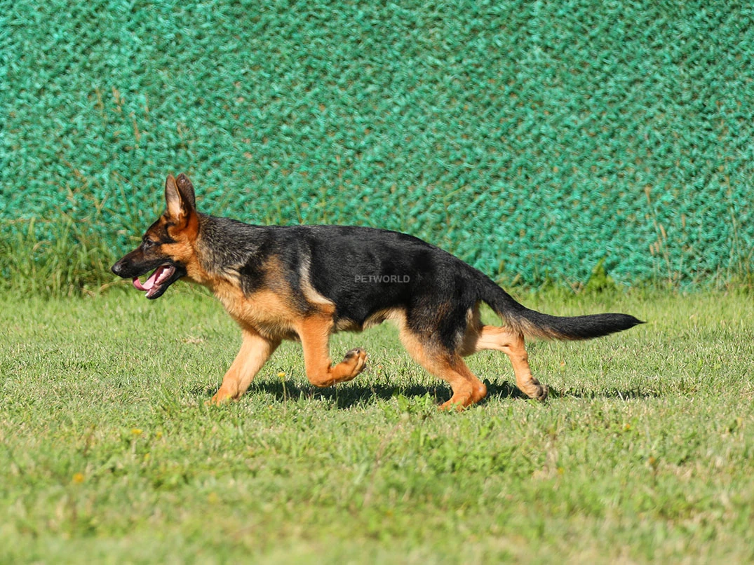 Alman Çoban Köpeği Bobo 3